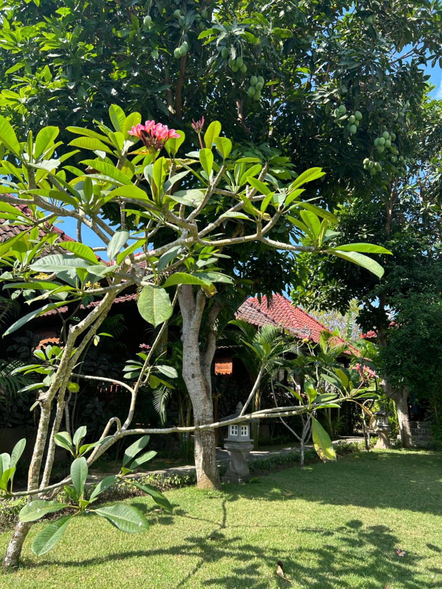 Island Garden Huts Lembongan Bed & Breakfast Exterior foto